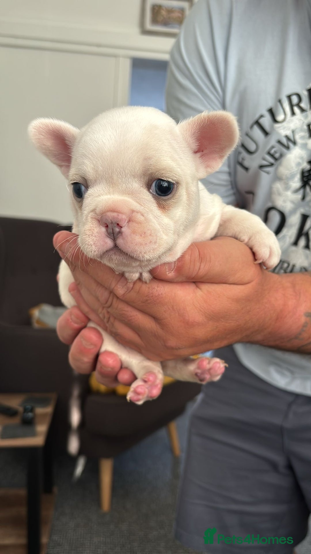 French Bulldog dogs for sale: Beautiful KC Reg French Bulldog Pups - Image 2