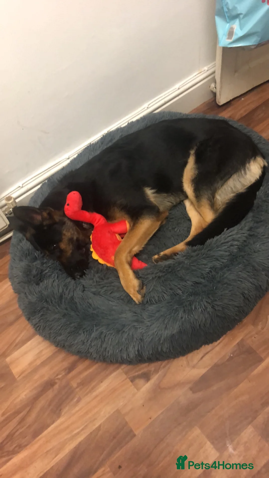German Shepherd dogs for sale: 8 year old female German shepherd  - Advert 6