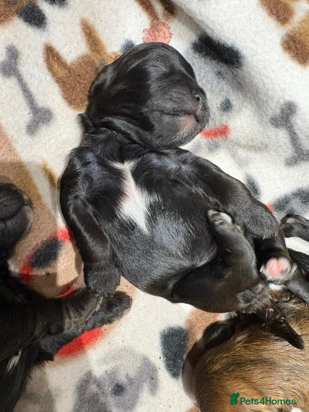 Shihpoo dogs for sale: BEAUTIFUL SHIHPOO PUPPIES - Advert 3