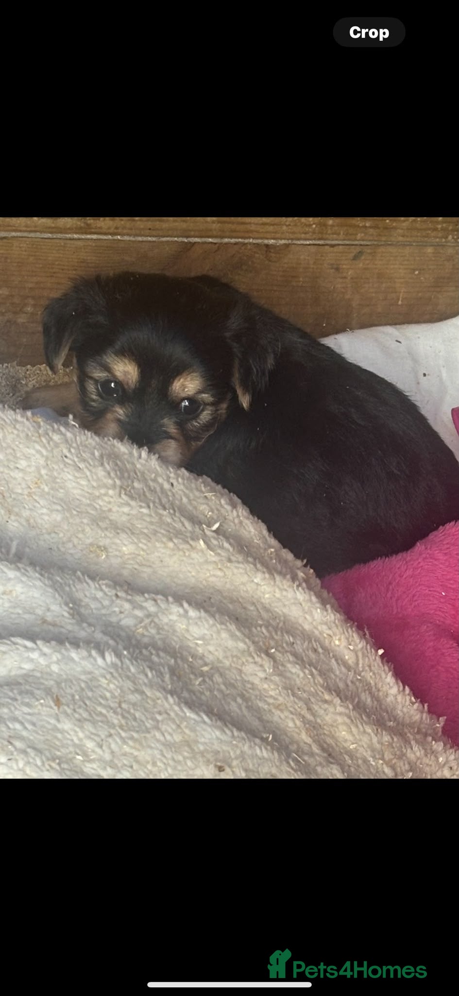 Mixed Breed dogs for sale: One Beautiful Girl Still Available!! - Advert 1