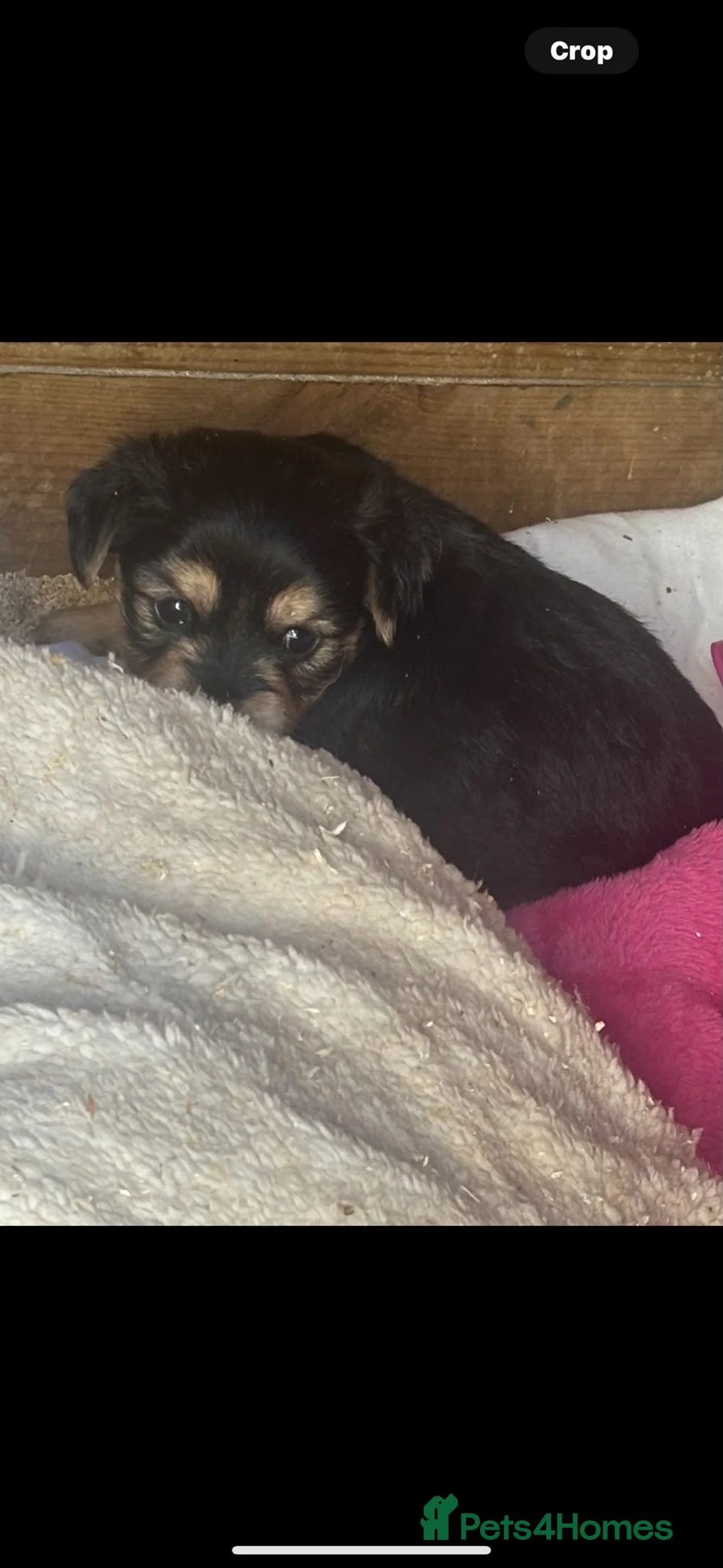 Mixed Breed dogs for sale: One Beautiful Girl Still Available!! - Advert 1