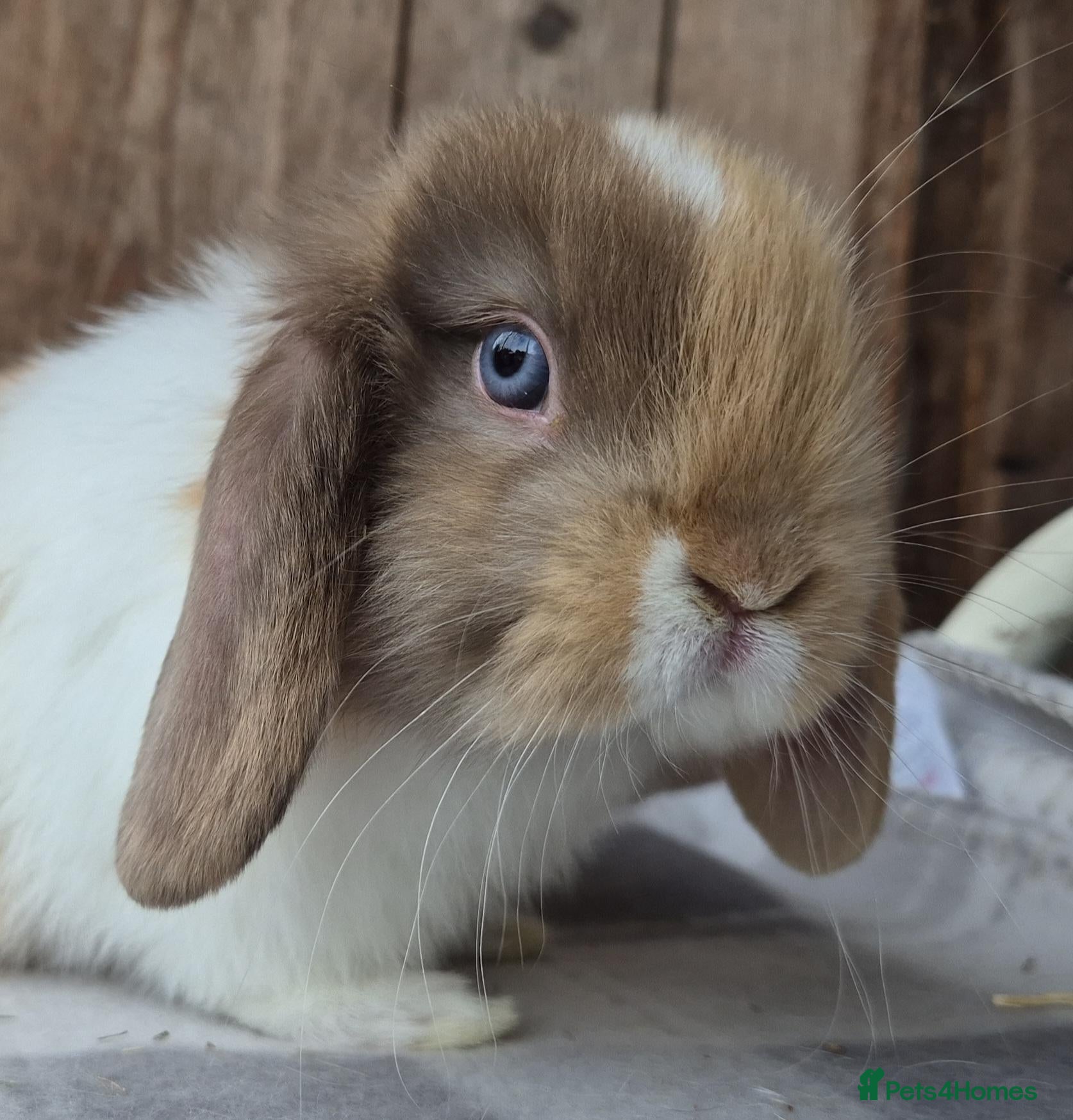 Mini Lop rabbits Mini lop baby girl  - Advert 3