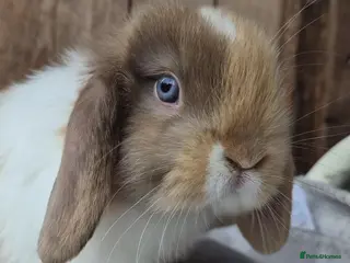 Mini Lop rabbits Mini lop baby girl - Advert 3