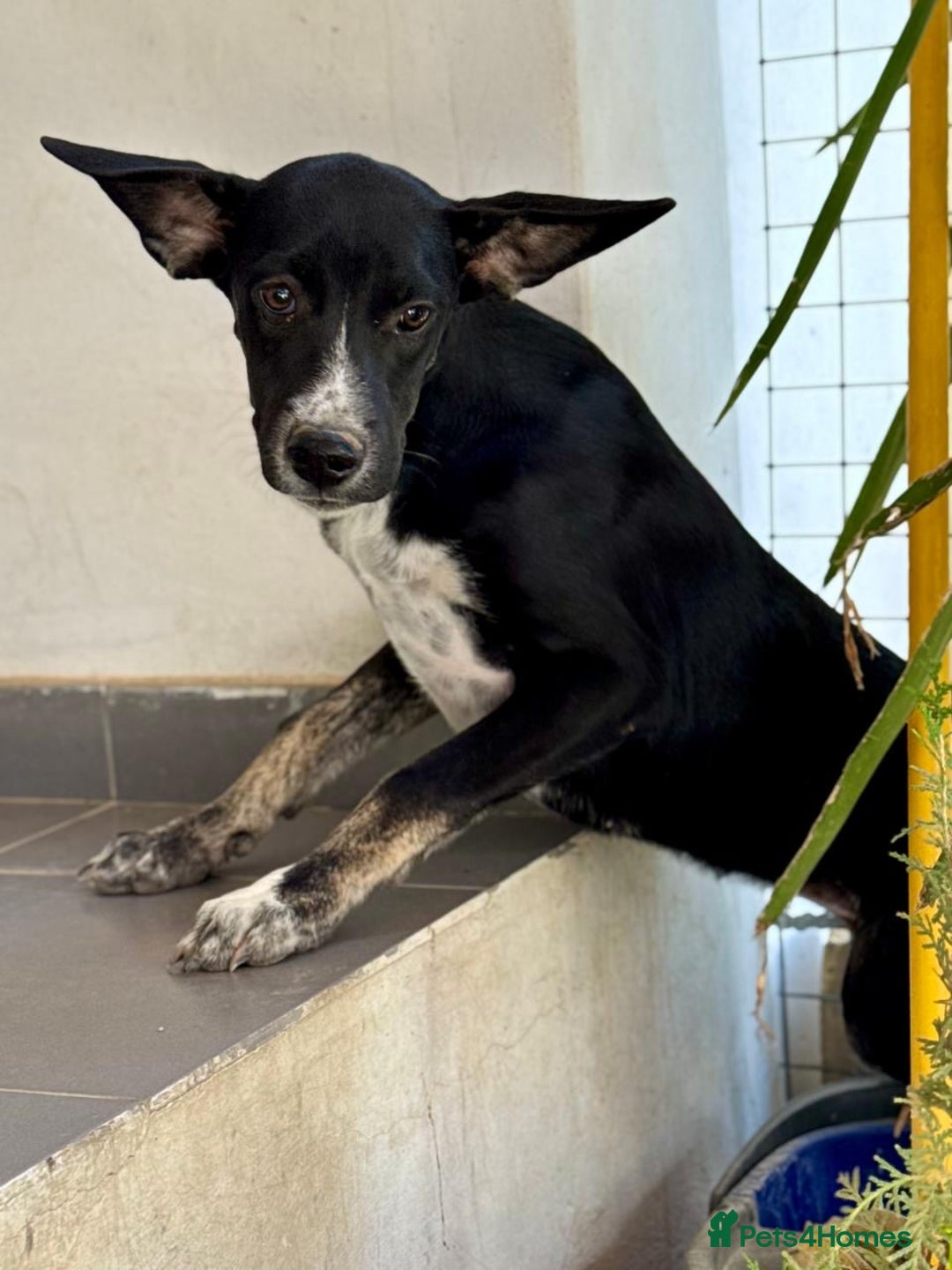 Mixed Breed dogs for adoption: Minnie is ready for her forever home - Advert 6