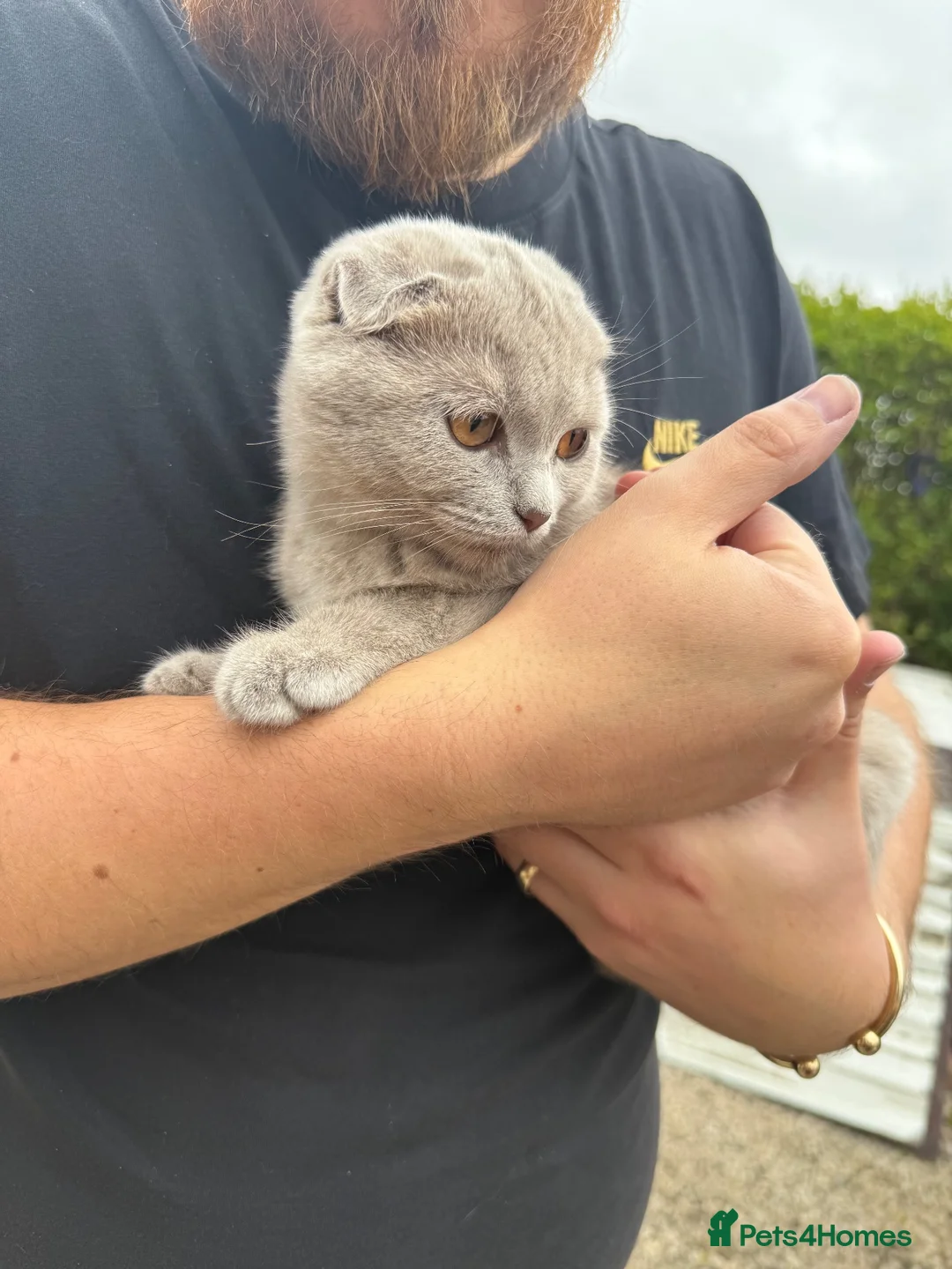 Scottish Fold cats for sale: Female Scottish Fold - Advert 4