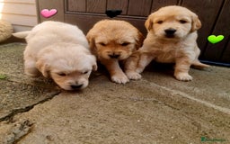 Golden Retriever dogs for sale: 💫💫💫 All puppies are reserved 💫💫💫 in Saint Helens - Image 21