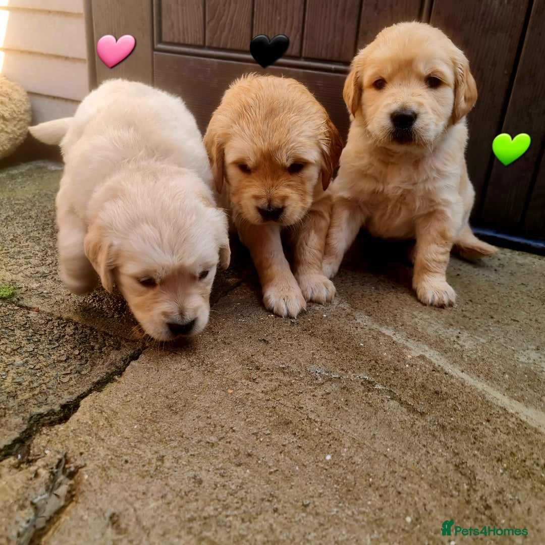 Golden Retriever dogs for sale: 💫💫💫 All puppies are reserved 💫💫💫 in Saint Helens - Image 21