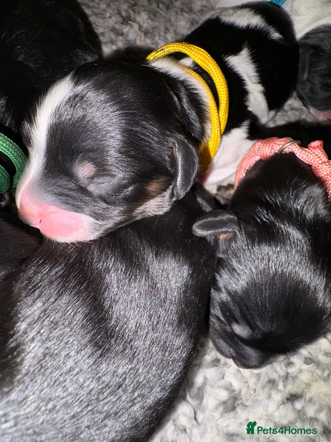 Mixed Breed dogs for sale: Beautiful Cavapoo puppies  - Advert 14