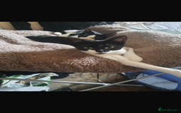 Domestic Shorthair cats for sale: Rimber and simba, our ginger rescues 🧡 - Image 25