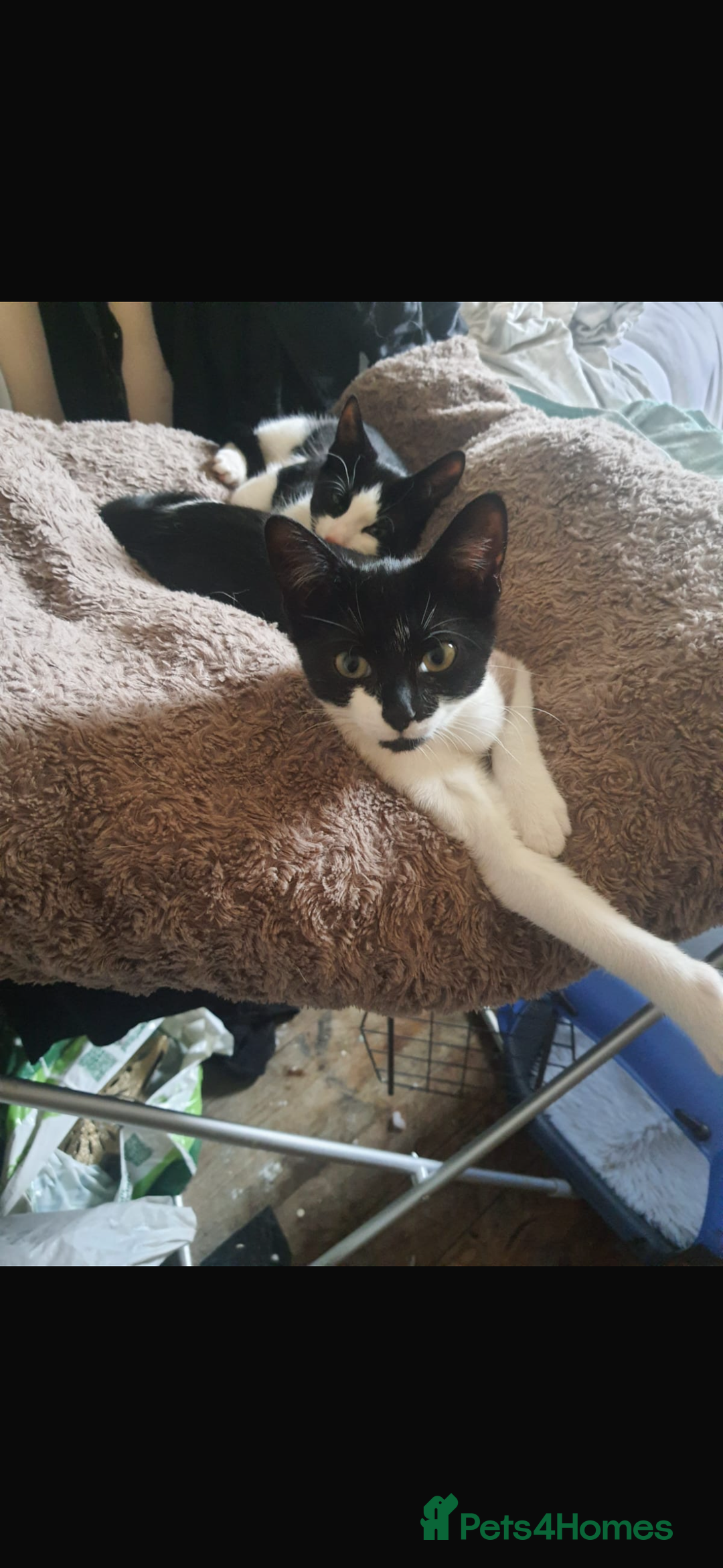 Domestic Shorthair cats for sale: Rimber and simba, our ginger rescues 🧡 - Image 25