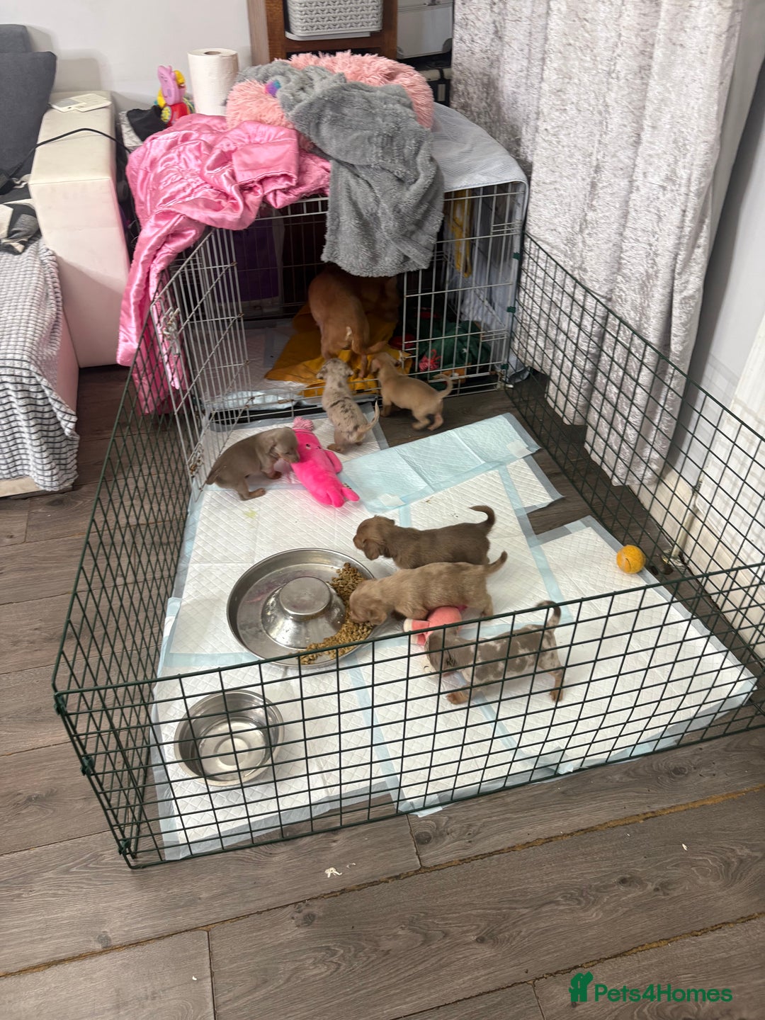 Mixed Breed dogs for sale: Xxx TINY dachshund x chihuahua puppies xxx - Advert 7