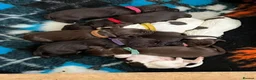 Sprocker dogs for sale: Beautiful Sprocker Puppies Available - Advert 9