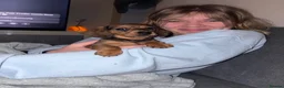 Miniature Dachshund dogs for sale: Miniature dachshund - Advert 5