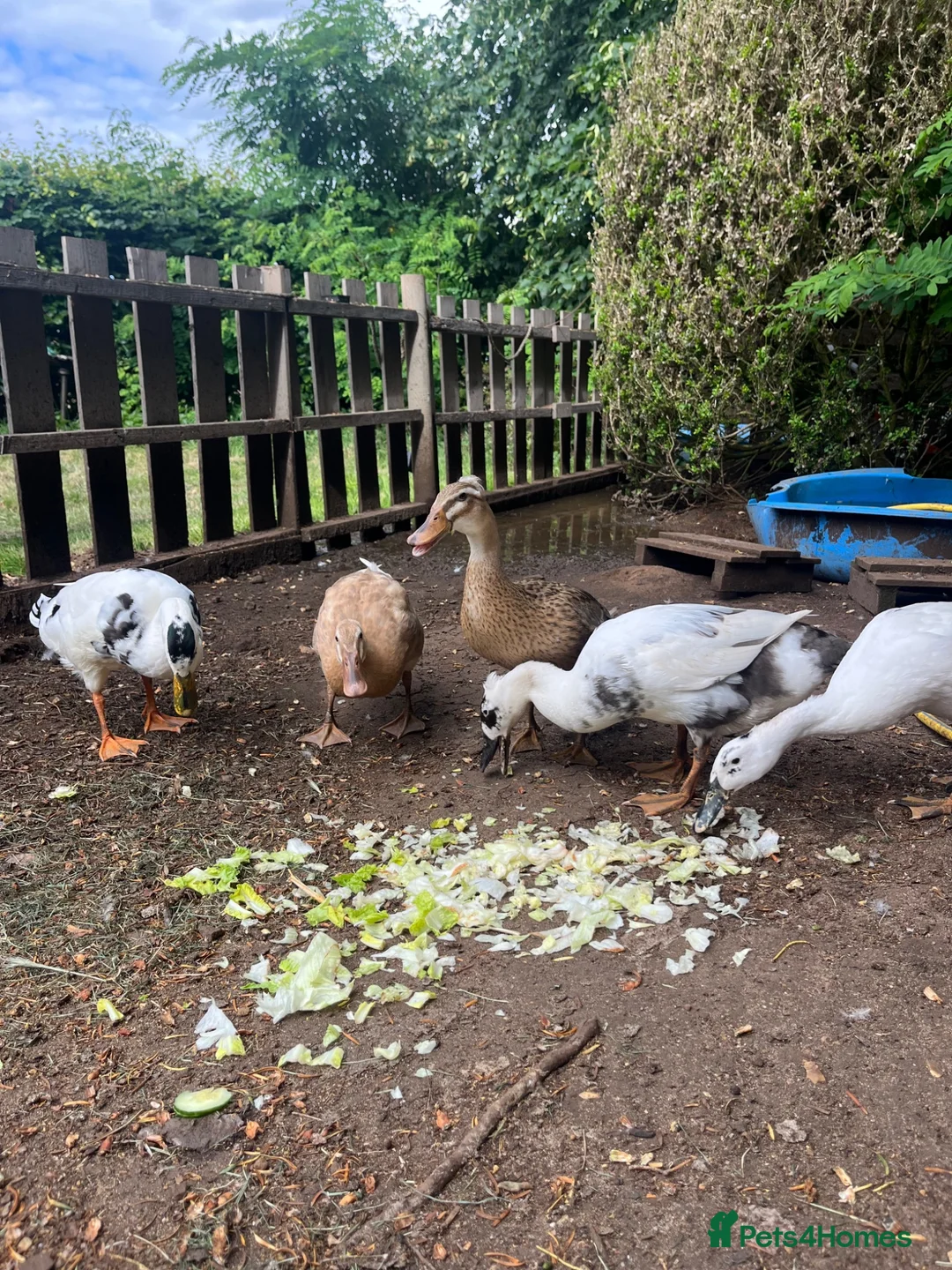Ducks poultry for sale: Runner ducks - Advert 2