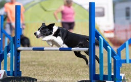 Border Collie dogs for stud: Black and white border collie for stud - Image 5