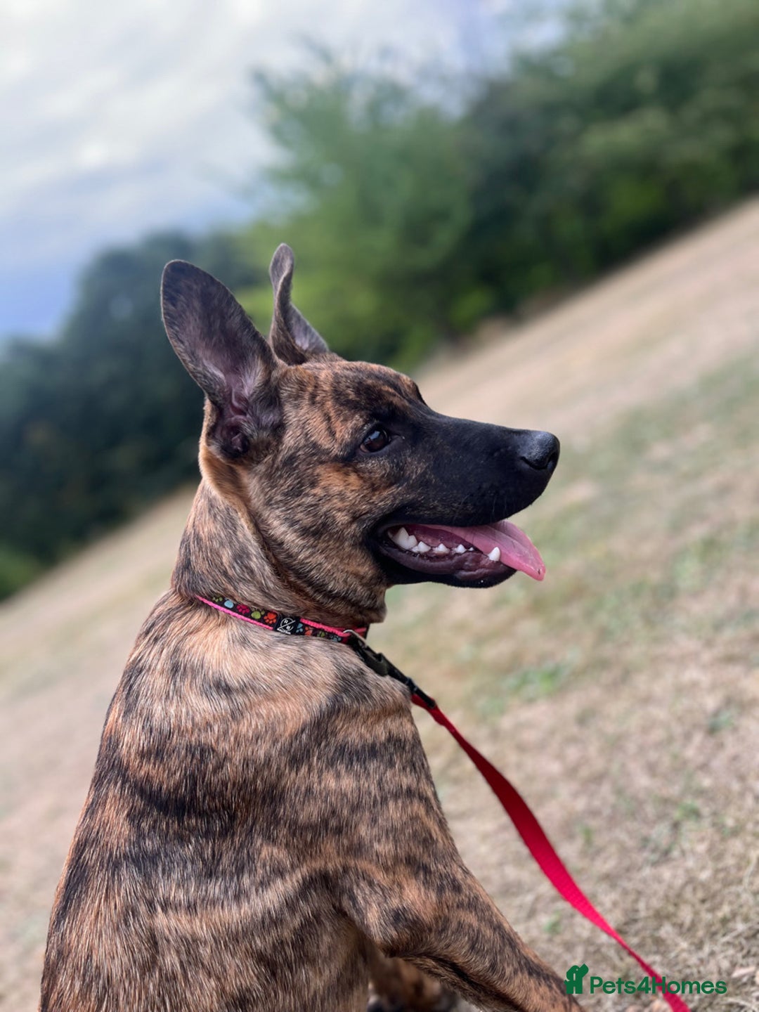 Mixed Breed dogs for sale: Roxie Belgian Malinois cross  - Advert 1