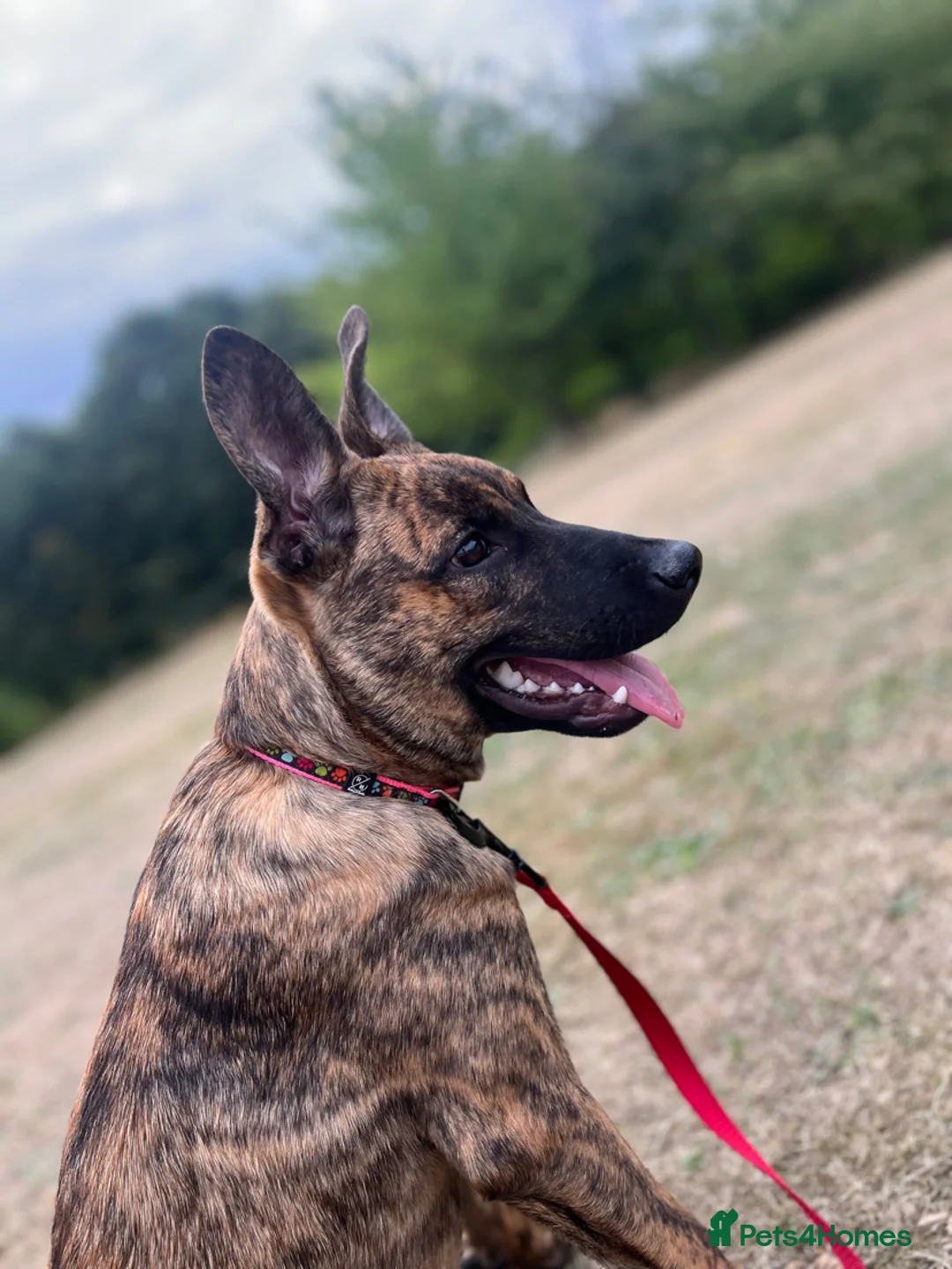Mixed Breed dogs for sale: Roxie Belgian Malinois cross  - Advert 1