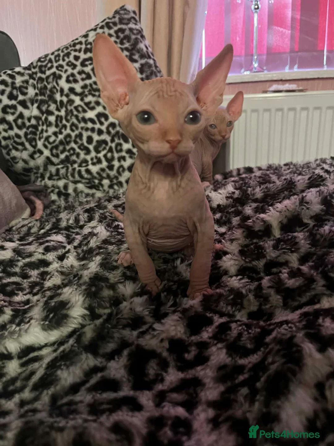 Sphynx cats for sale: One last remaining kitten ready to go asap - Advert 3