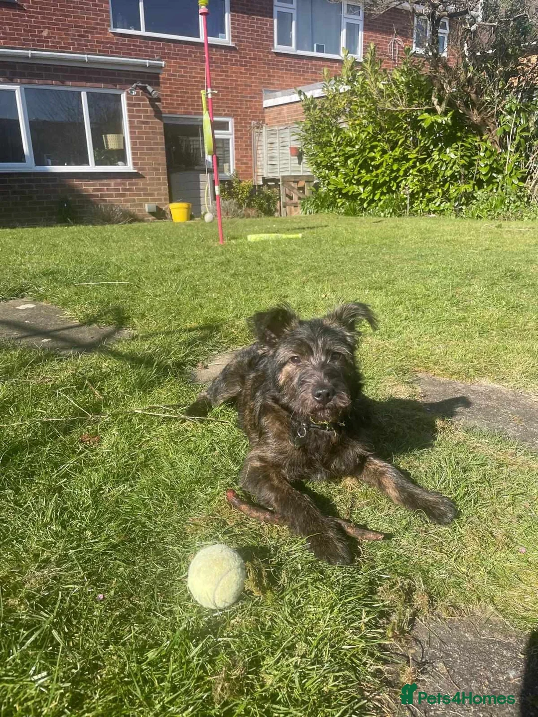 Mixed Breed dogs for adoption: MAGGIE - SCRUFFY SWEET AND READY FOR LOVE in Gloucester - Advert 2