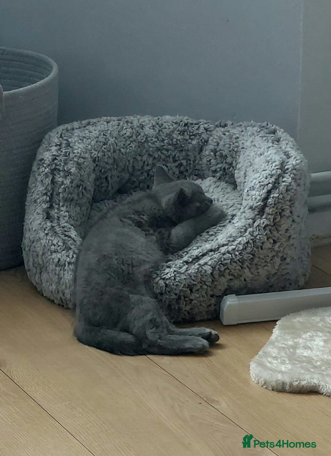 British Shorthair cats for sale: British Shorthair babies  - Image 3