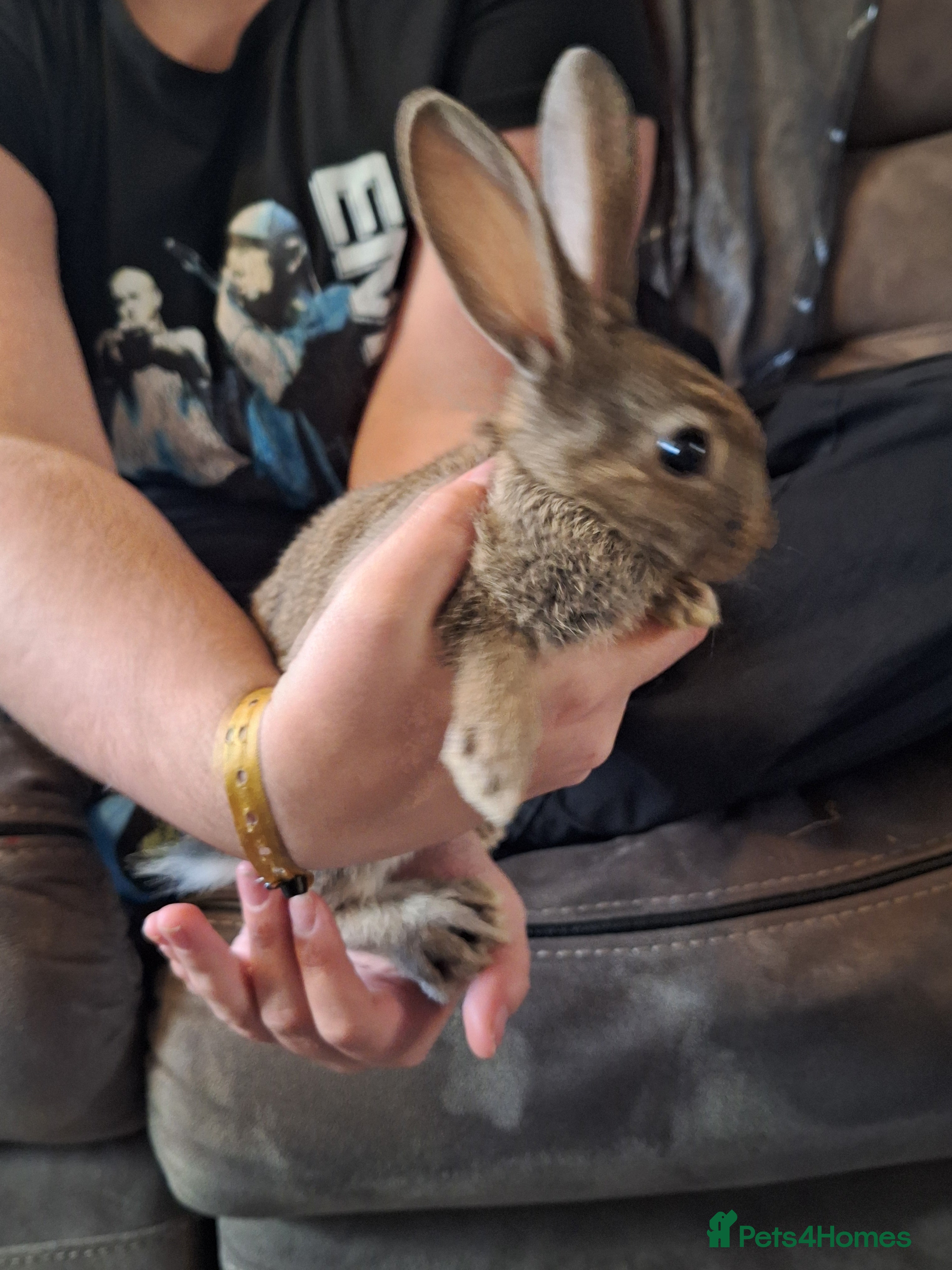 Mixed Breed rabbits Stunning rex x continental giant x new zealand  - Advert 15