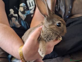 Mixed Breed rabbits Stunning rex x continental giant x new zealand - Advert 22