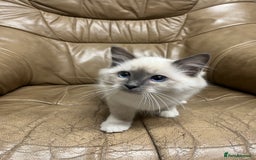 Ragdoll cats for sale: READY TO GO! Beautiful Ragdoll Kittens - Image 1