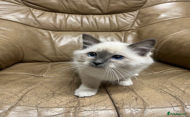 Ragdoll cats - Advert 5