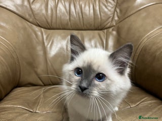 Ragdoll cats - Advert 6