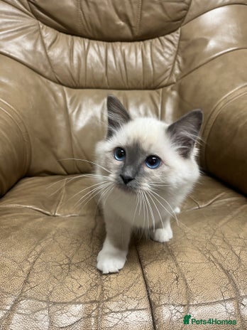 Ragdoll cats - Advert 7