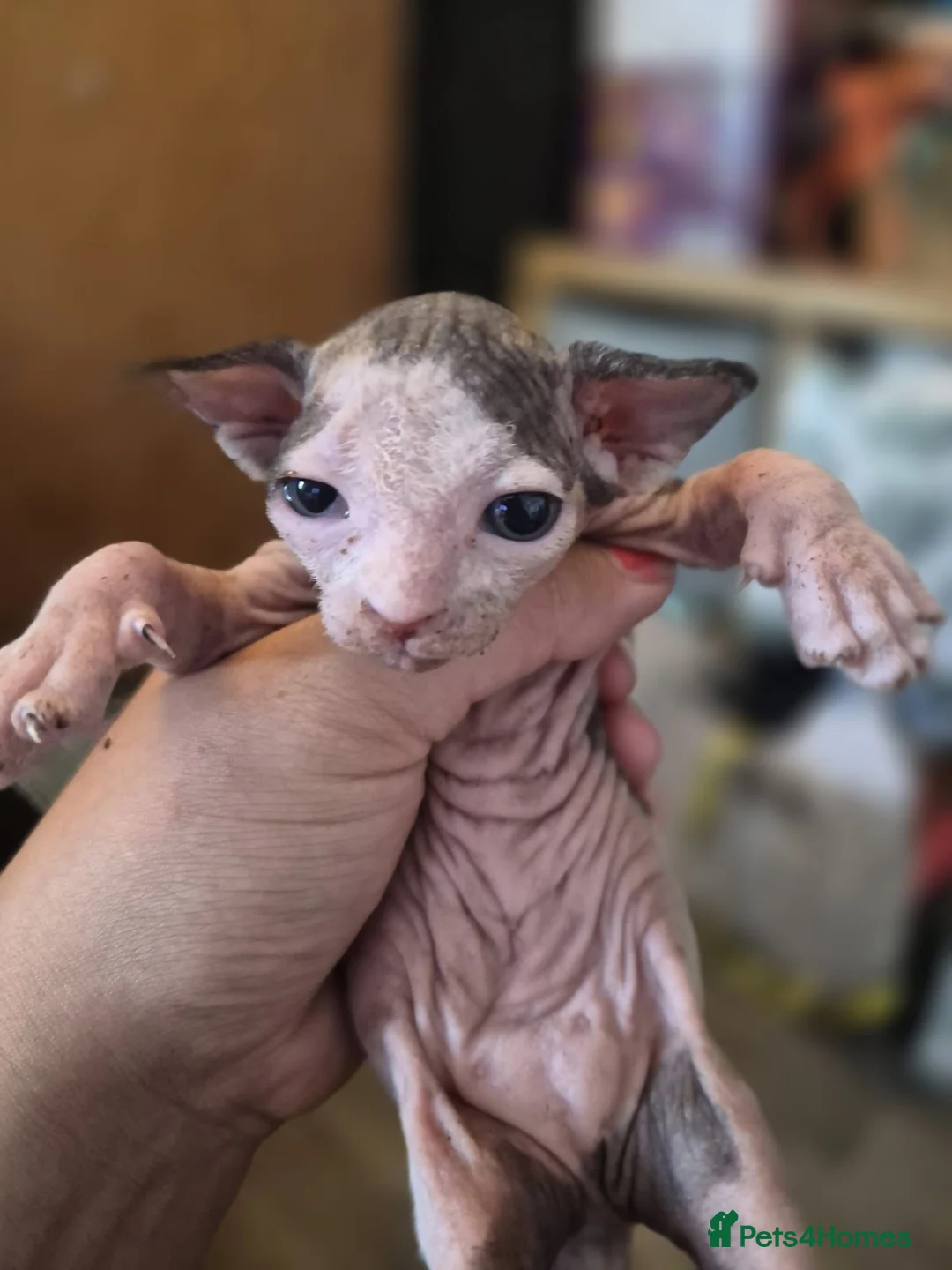 Sphynx cats for sale: Gorgeous sphynx kittens for sale - Advert 2