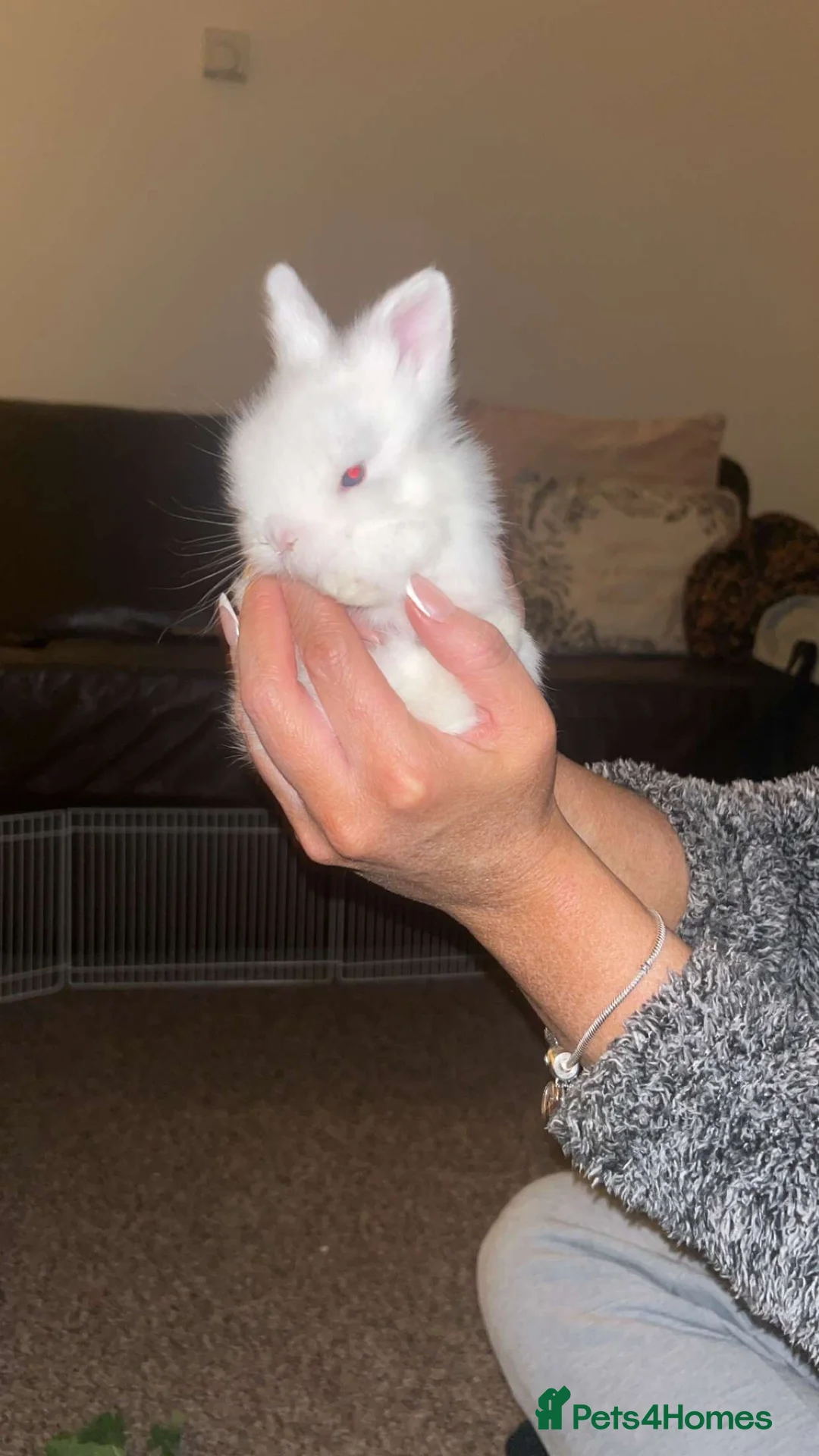 Lionhead rabbits for sale: lionhead bunnies - Advert 2