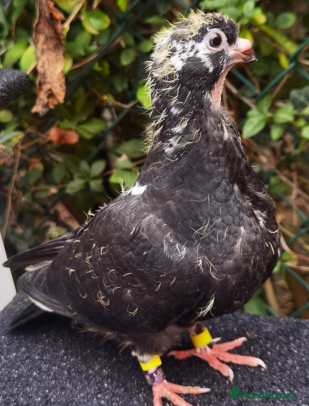 Pigeons birds for sale: Pigeons [Semi Hand-Raised] - Fancy & Racing Breeds - Advert 20