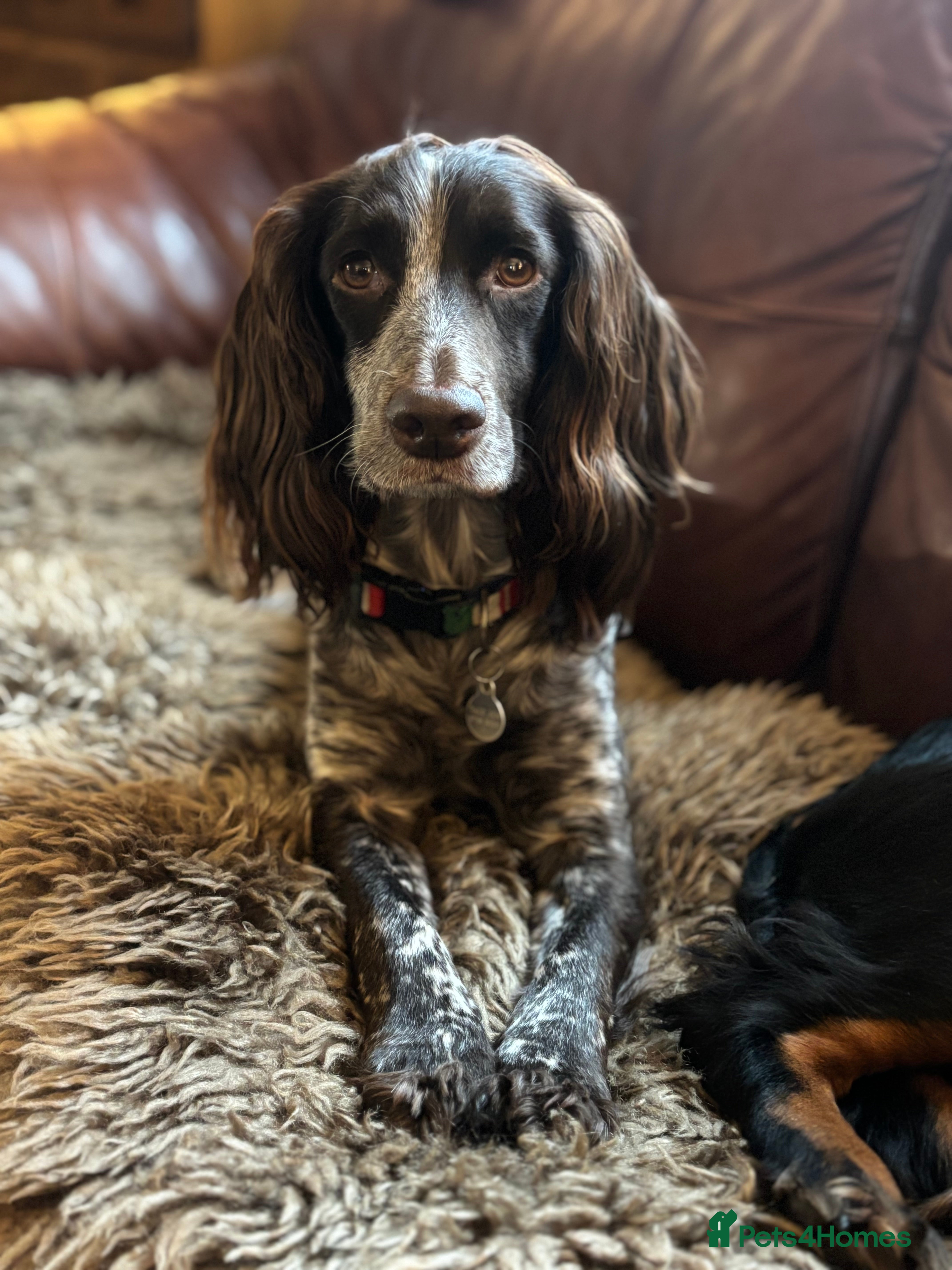 Cocker Spaniel dogs for sale: Working Cocker Spaniel Puppies Roan, Choc & Golden - Advert 1