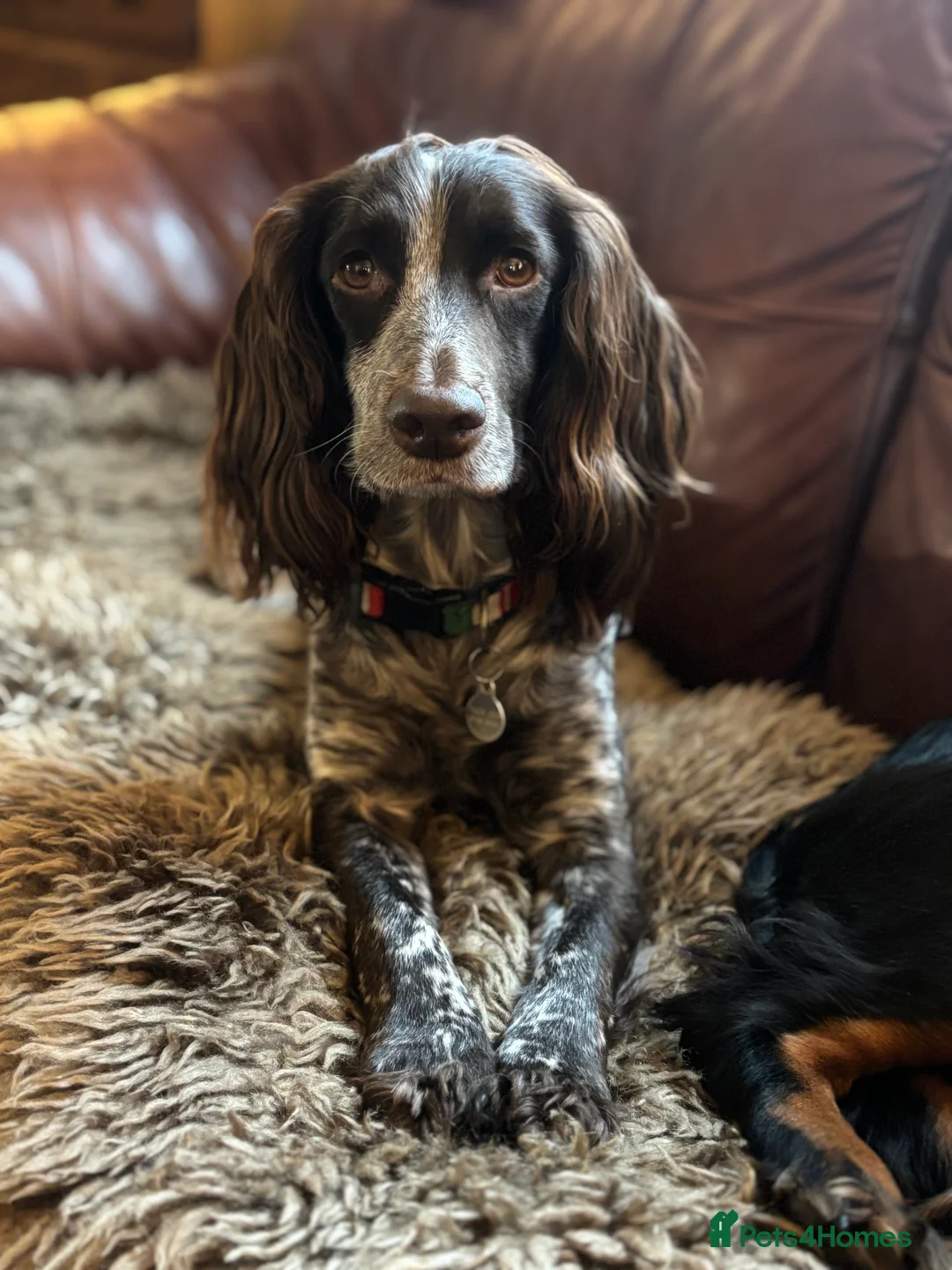 Cocker Spaniel dogs for sale: Working Cocker Spaniel Puppies Roan, Choc & Golden in Chard - Advert 1