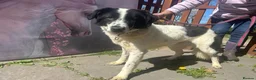 Mixed Breed dogs for adoption: Lilly -Milton Keynes  in Milton Keynes - Advert 21