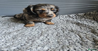 Dachshund dogs - Advert 1