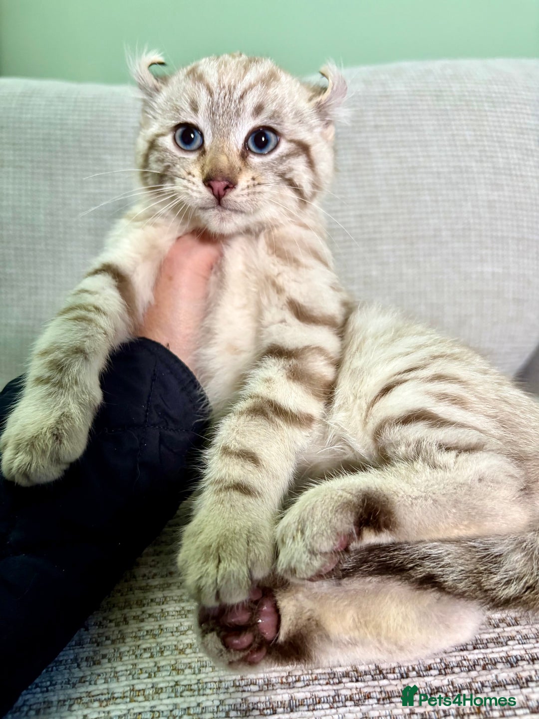 Savannah cats for sale: Superb wild looking snow leopard male  - Advert 23