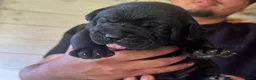 Bandog dogs for sale: Bandogge pups  - Advert 12