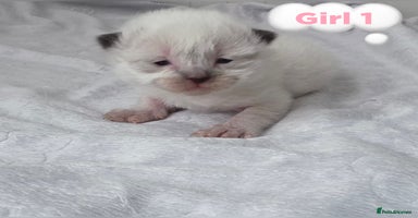 Ragdoll cats - Advert 10