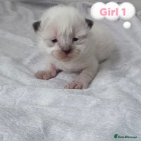 Ragdoll cats - Advert 10