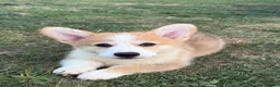 Welsh Corgi Pembroke dogs for sale: Fully Vac, KC Papers Ready, waiting to love YOU!! - Advert 10