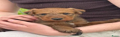 Irish Terrier 3