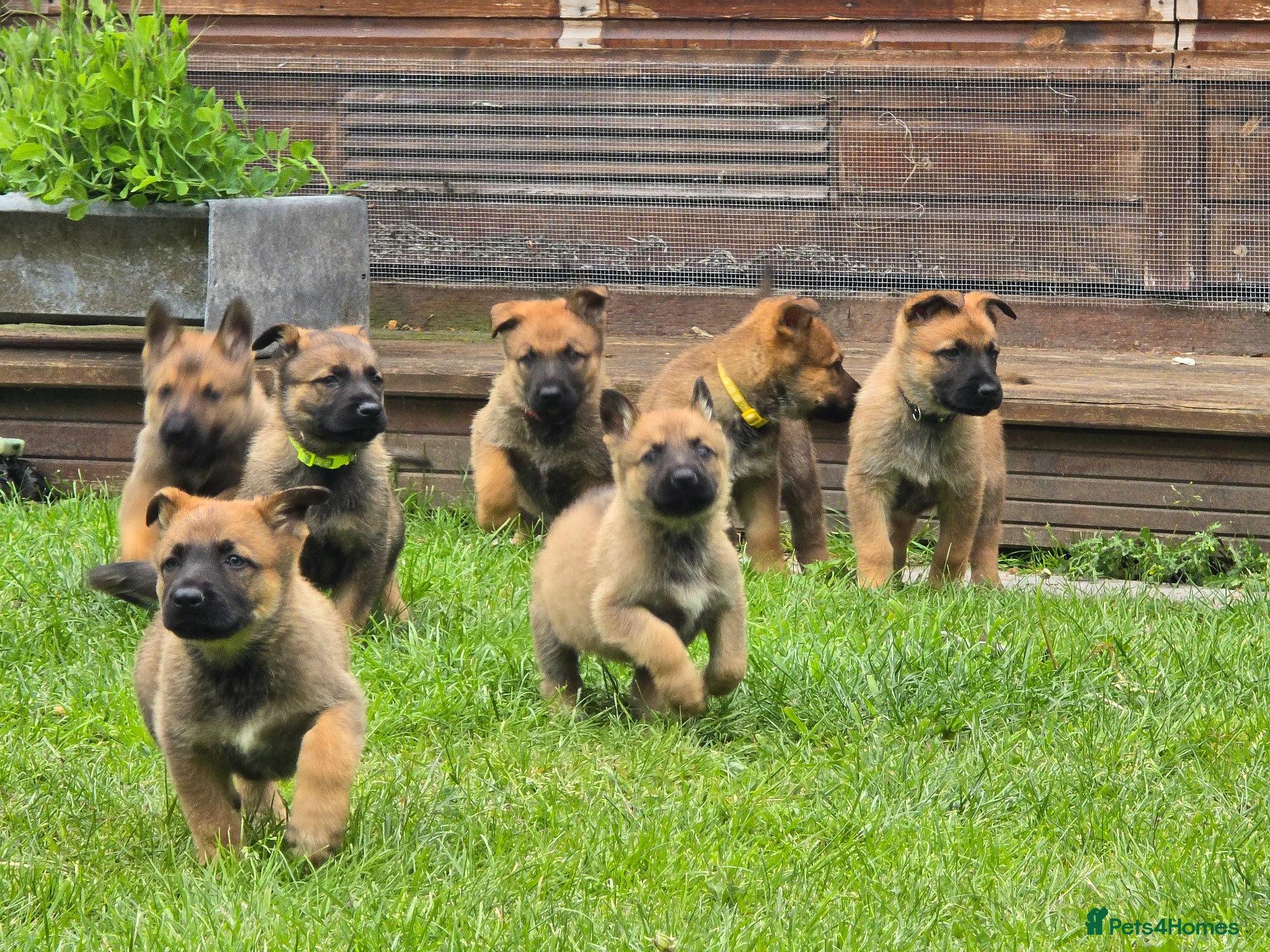 Mixed Breed dogs Shepherd's available.  2 male left. - Advert 8