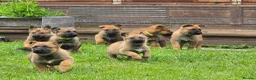 Mixed Breed dogs for sale: Shepherd's available.  Last 2 £500 - Advert 3