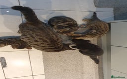 Mixed Breed cats for sale: Four kittens in search of their forever homes - Image 2