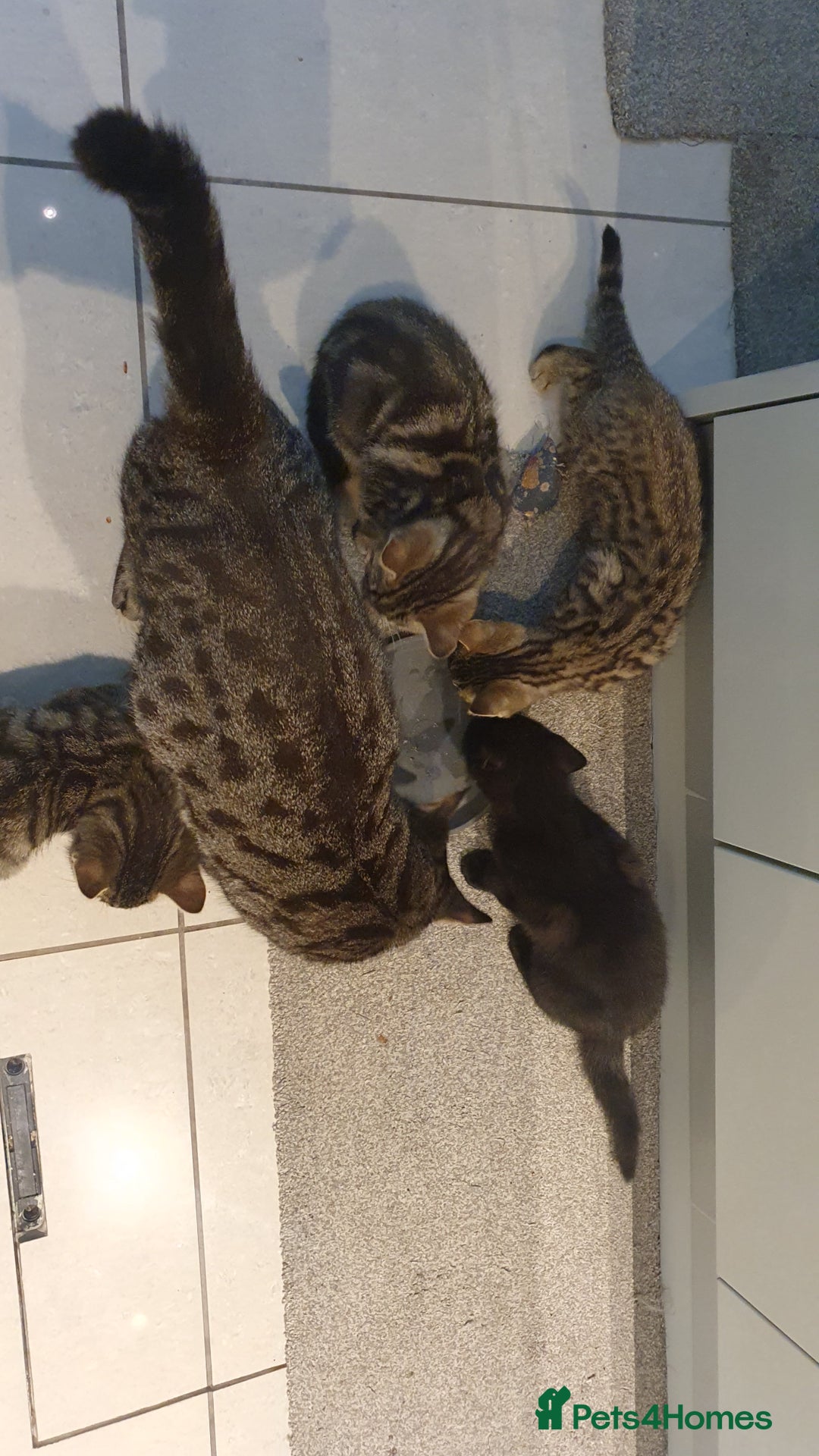 Mixed Breed cats for sale: Four kittens in search of their forever homes - Image 2