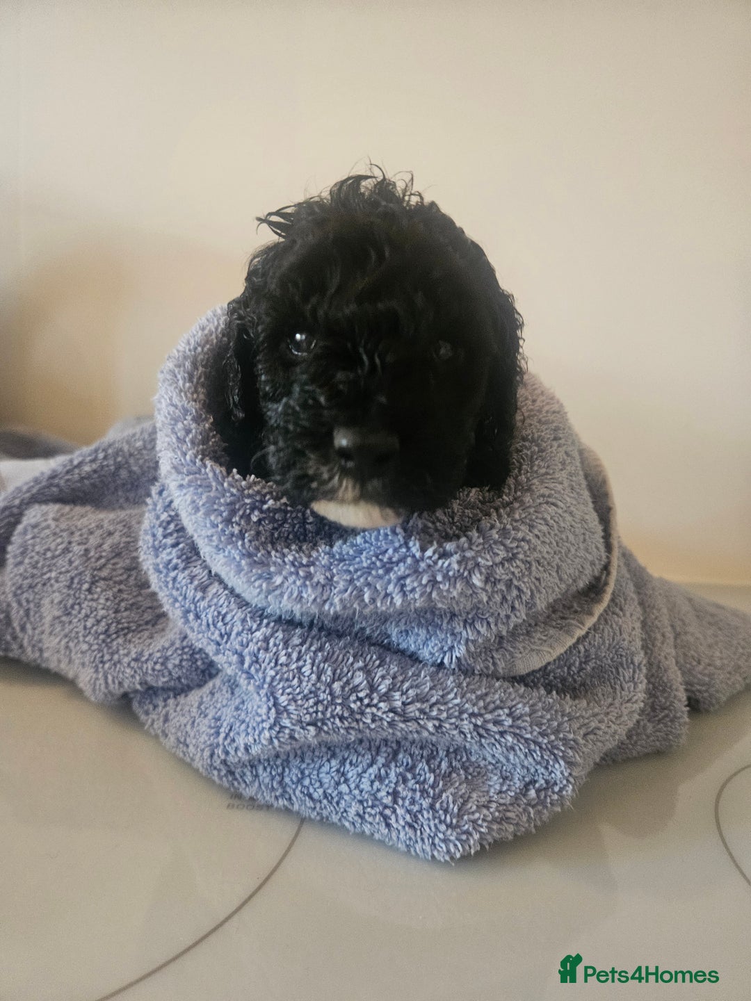 Schnoodle dogs for sale: TOY SCHNOODLE PUPPIES  - Advert 1