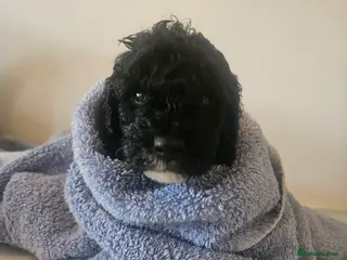 Schnoodle dogs TOY SCHNOODLE PUPPIES - Advert 4