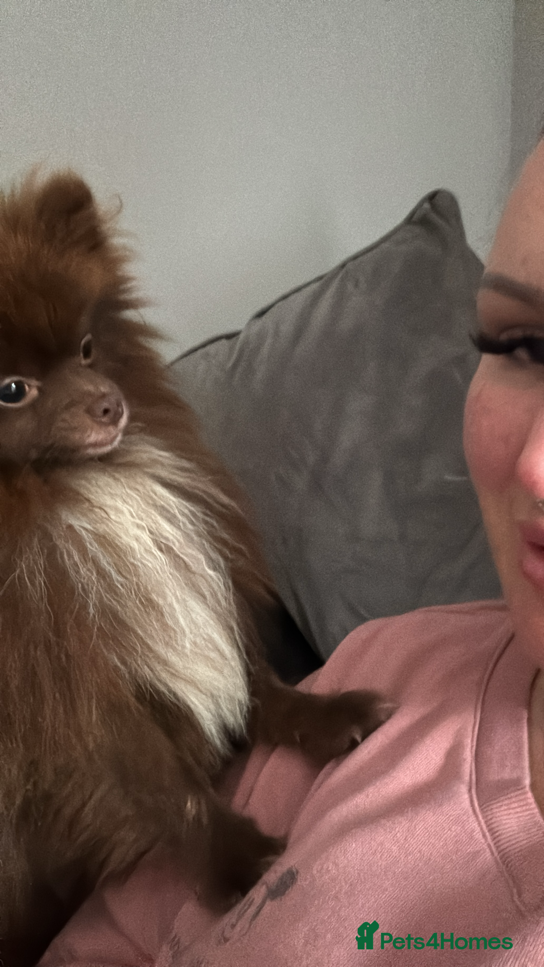 Pomeranian dogs for stud: PROVEN STUD KC RUSSIAN CHAMPION LINES POMERANIAN  in Tiverton - Advert 9